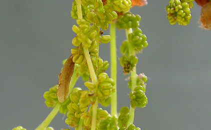 Case of Coleophora lutipennella on Quercus