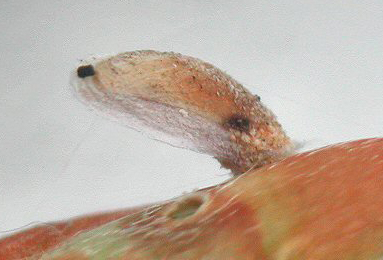 Case of Coleophora lutipennella on Quercus robur