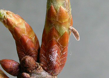 Case of Coleophora lutipennella on Quercus