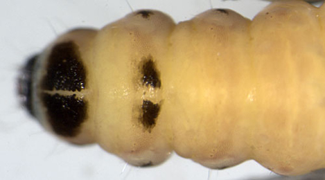Coleophora lutipennella larva,  dorsal
