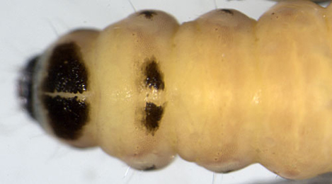 Coleophora lutipennella larva,  dorsal