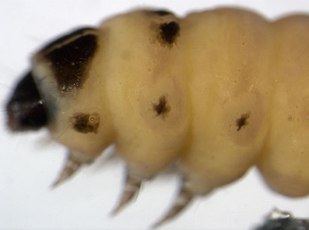 Coleophora lutipennella larva,  lateral