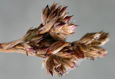 Case of Coleophora maritimella on Juncus maritimus