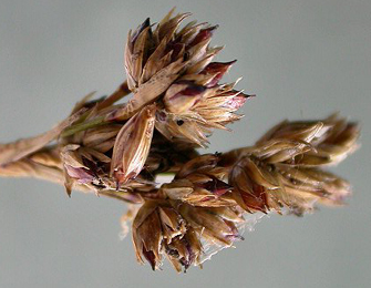 Case of Coleophora maritimella on Juncus maritimus