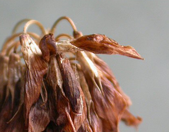 Case of Coleophora mayrella on Trifolium repens