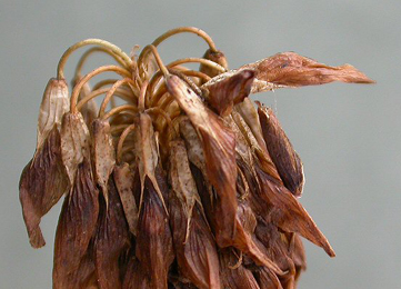 Case of Coleophora mayrella on Trifolium repens