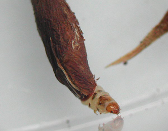 Case of Coleophora mayrella on Trifolium repens