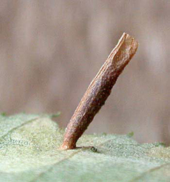 Mine of Coleophora milvipennis on Betula pubescens