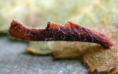 Mine of Coleophora milvipennis on Betula pubescens