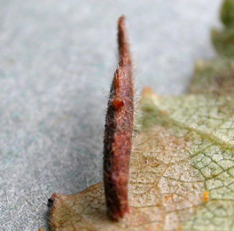 Case of Coleophora milvipennis on Betula