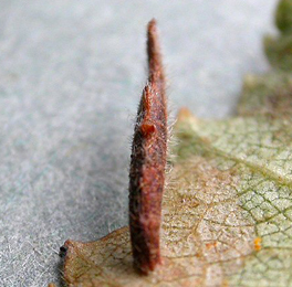 Mine of Coleophora milvipennis on Betula pubescens