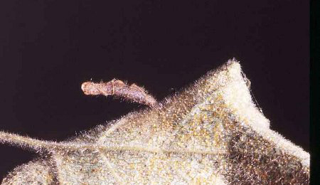 Case of Coleophora milvipennis on Betula