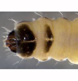 Coleophora milvipennis larva,  dorsal