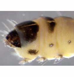 Coleophora milvipennis larva,  lateral
