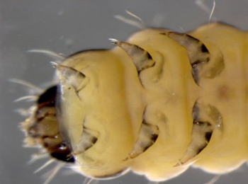 Coleophora milvipennis larva,  ventral