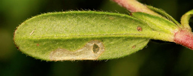 Mine of Coleophora ochrea on Helianthemum nummularium