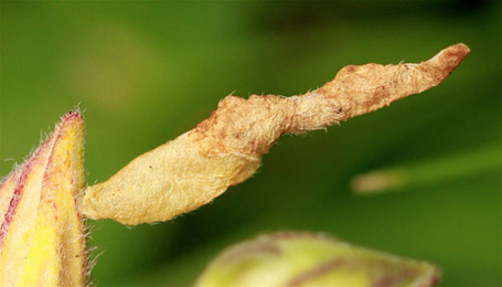 Mine of Coleophora ochrea on Helianthemum nummularium