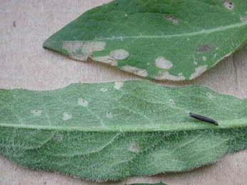 Feeding damage and case of Coleophora paripennella