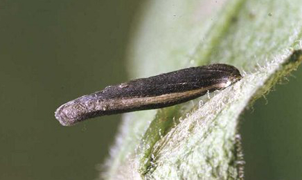 Case of Coleophora paripennella