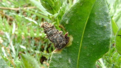 Case of Coleophora pennella