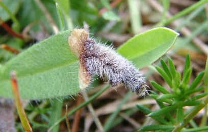 Case of Coleophora pennella