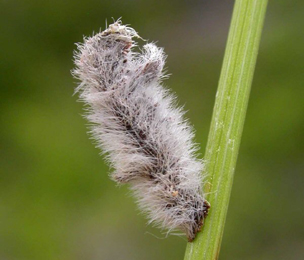 Case of Coleophora pennella