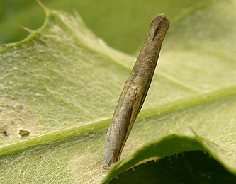 Case of Coleophora peribenanderi on Cirsium arvense