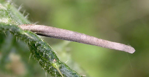 Case of Coleophora peribenanderi on Cirsium arvense