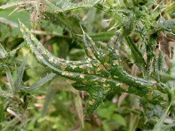 Case of Coleophora peribenanderi on Cirsium arvense