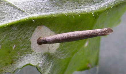 Case of Coleophora peribenanderi on Cirsium arvense