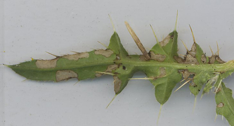 Mines and case of Coleophora peribenanderi