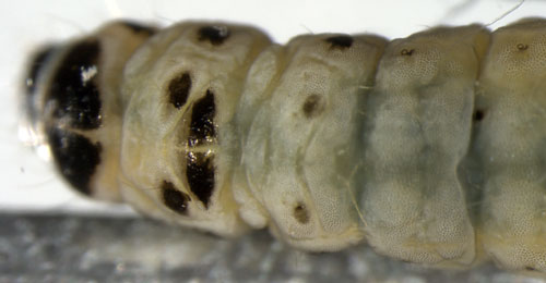 Coleophora peribenanderi larva,  dorsal