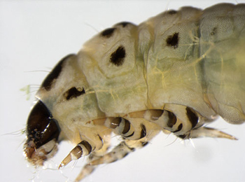 Coleophora peribenanderi larva,  lateral