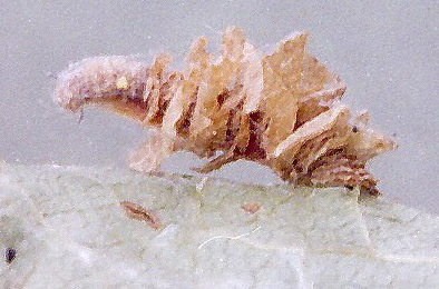 Mines of Coleophora potentillae