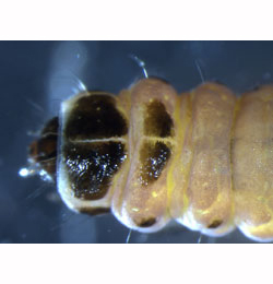 Coleophora potentillae larva,  dorsal