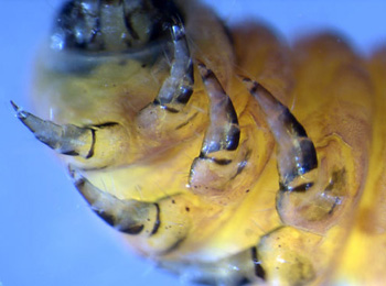 Coleophora potentillae larva,  ventral