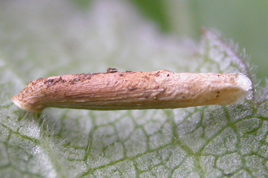 Case of  Coleophora ramosella