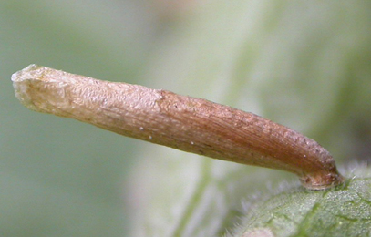 Case of  Coleophora ramosella