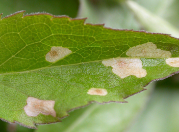 Mine of Coleophora ramosella on Crataegus monogyna