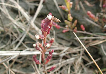 Case of Coleophora salicorniae on Salicornia