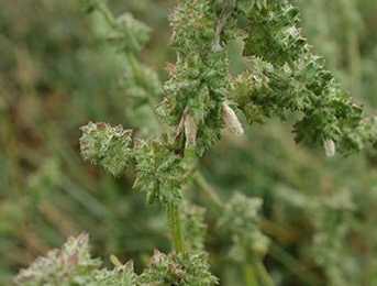 Cases of Coleophora salinella Image: © Ian Thirlwell (British leafminers) 