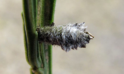 Case of Coleophora saturatella on Cytisus scoparius