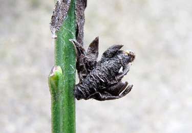 Case of Coleophora saturatella on Cytisus scoparius