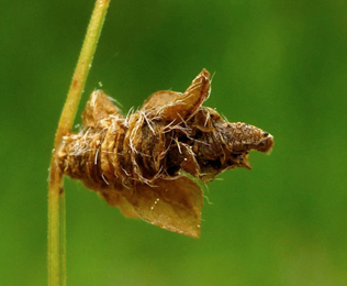 Case of Coleophora saturatella on Genista tinctoria