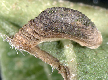 Case of Coleophora serratella on Crataegus