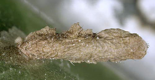 Case of Coleophora serratella on Crataegus