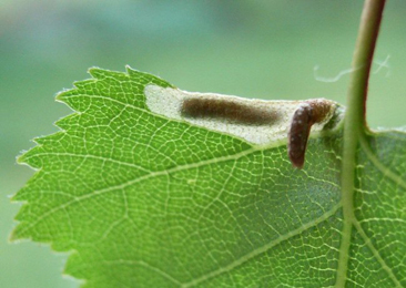 Case of Coleophora serratella on Betula