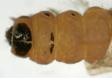 Coleophora serratella larva,  dorsal