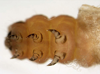 Coleophora serratella larva,  ventral