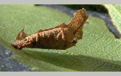 Case of Coleophora siccifolia on Betula